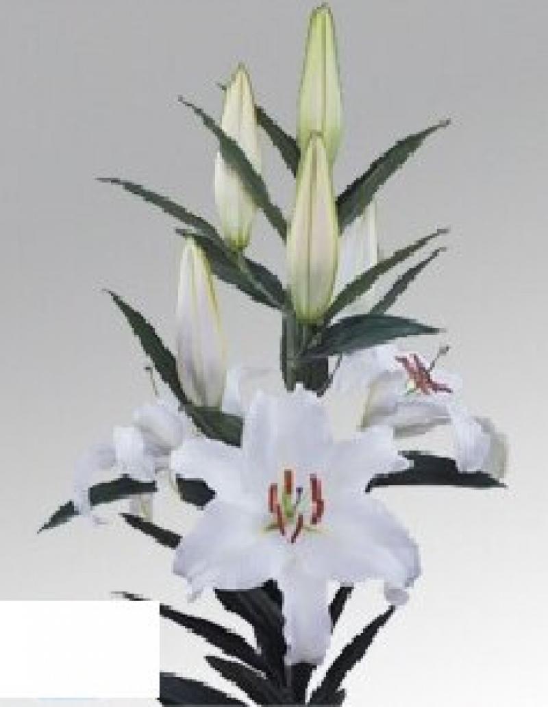  LILIUM OR CASTELLANI BLANCO