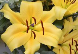  LILIUM OR SHINE ON AMARILL
