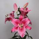  LILIUM OR CARBONERO FUCSIA