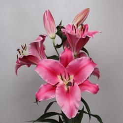  LILIUM OR CARBONERO FUCSIA