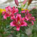  LILIUM OR PALAZZO ROJO