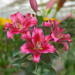  LILIUM OR PALAZZO ROJO