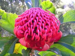  PROTEA WARATHA TELOPEA