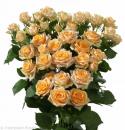  ROSA PITIMINI TRINITY