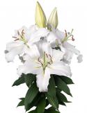  LILIUM OR PROPOSAL BLANCO