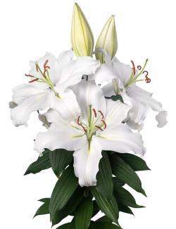  LILIUM OR PROPOSAL BLANCO