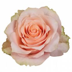  ROSA HARMONY PEACH 