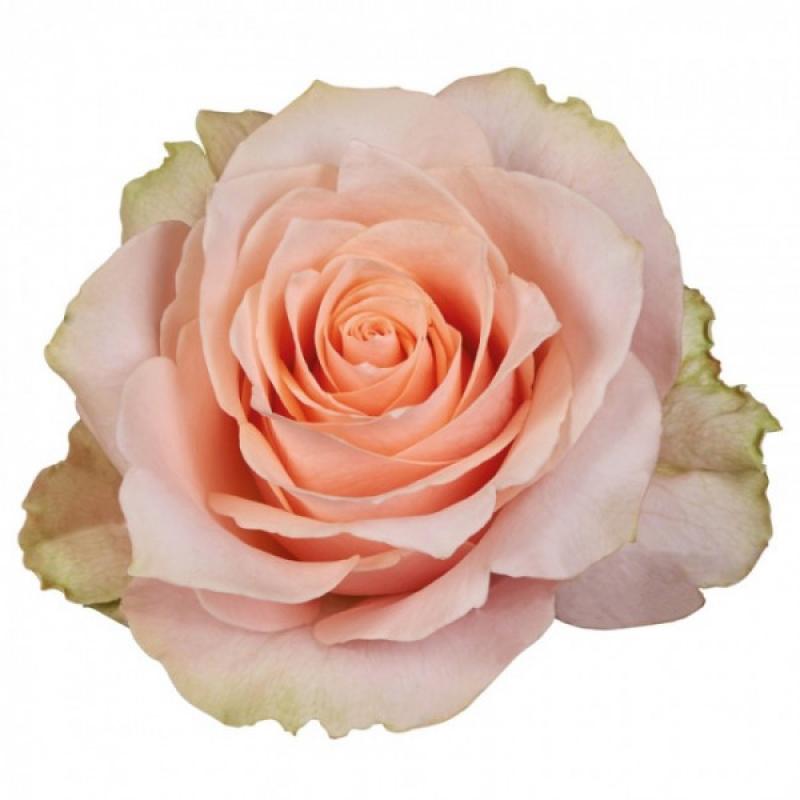  ROSA HARMONY PEACH 
