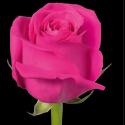  ROSA PINK FLOYD FUCSIA 80CM ECU 