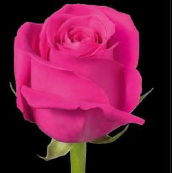  ROSA PINK FLOYD FUCSIA 80CM ECU 