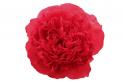  PEONIA COMMAND PERFORMANCE FUCSIA