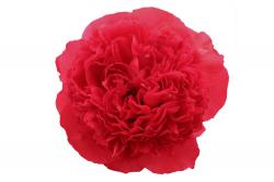 PEONIA COMMAND PERFORMANCE FUCSIA