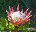  PROTEA CYNAROIDES KING 