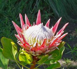  PROTEA CYNAROIDES KING 