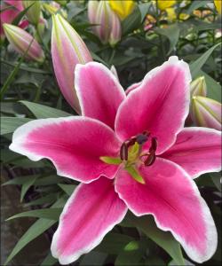  LILIUM OR BRANCUSI ROSA