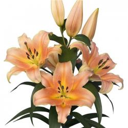  LILIUM OR ZELMIRA SALMON