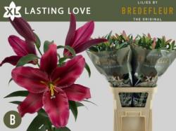  LILIUM OR LASTING LOVE