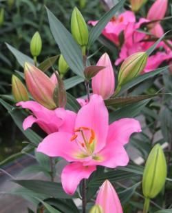  LILIUM OR IBIZA ROSA