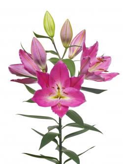  LILIUM OR IMAX FUCSIA
