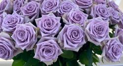  ROSA SHOCKING BLUE LILA 50CM ECU