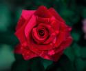  ROSA RED PANTHER ROJ 100CM ECU