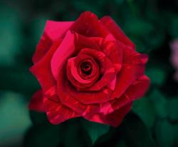  ROSA RED PANTHER ROJ 100CM ECU