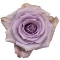  ROSA STAR PLATINUM MALVA 60CM ECU
