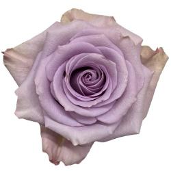  ROSA STAR PLATINUM MALVA 60CM ECU