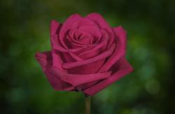  ROSA HOT EXPLORER FUCSIA 70CM ECU