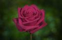  ROSA HOT EXPLORER FUCSIA 80CM ECU