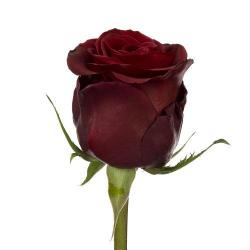  ROSA BLACK PEARL ROJ 60CM ECU
