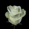  ROSA MISS WHITE BLANC 100CM ECU