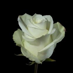  ROSA MISS WHITE BLANC 90CM ECU