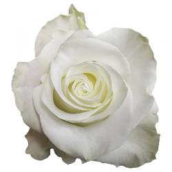  ROSA MIA BLANCA 60CM ECU