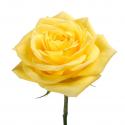  ROSA SUNDAY MORNING 90CM ECU