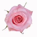  ROSA BE SWEET ROSA 60CM ECU