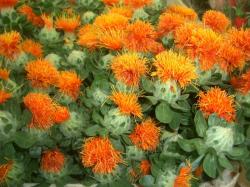  CARTHAMUS HOL
