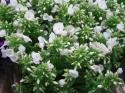  PHLOX BLANCO