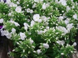  PHLOX BLANCO