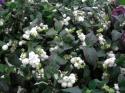  SYMPHORICARPOS BLANCO