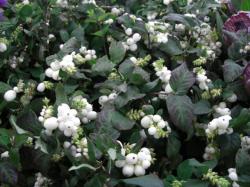  SYMPHORICARPOS BLANCO