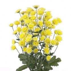  CRISANTEMO STALLION AMARILL