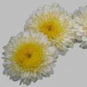  CRISUNIF INGA BICOLOR BLANCO AMARILL