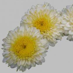  CRISUNIF INGA BICOLOR BLANCO AMARILL