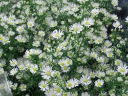  ASTER BLANCO X 5 TALLOS