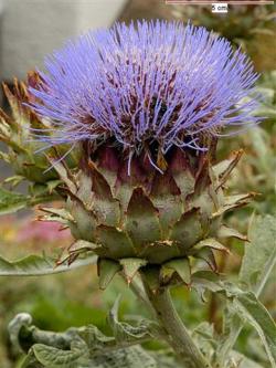  CYNARA/ARTIJOK