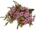  FLOR DE CERA ROSA 80CM X 5 TALLOS