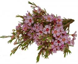  FLOR DE CERA ROSA 80CM X 5 TALLOS