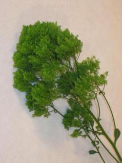 TRACHELIUM VERDE