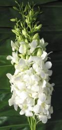 DENDROBIUM BLANCO